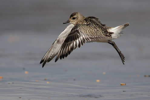Kustpipare	Pluvialis squatarola	Grey Plover 