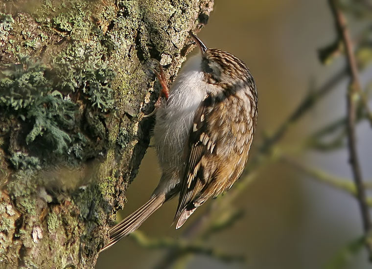 Eurasian Treecreeper (Certhia familiaris)