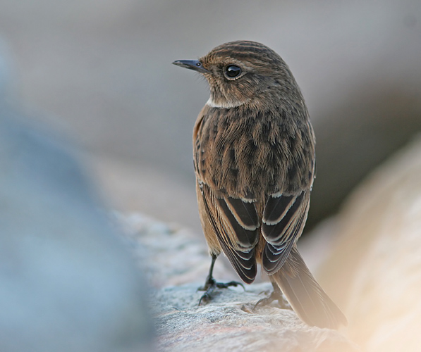 Common Stonechat (Saxicola torquatus), Svarthakad buskskvtta