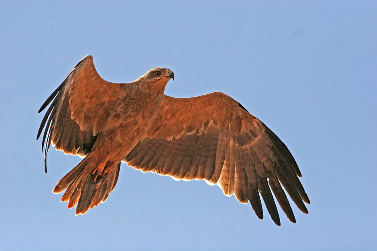 Tawny Eagle (Aquila rapax)