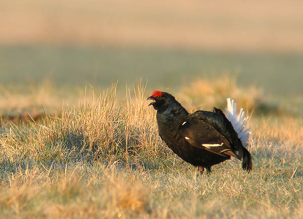 Orre (tetrao tetrix)