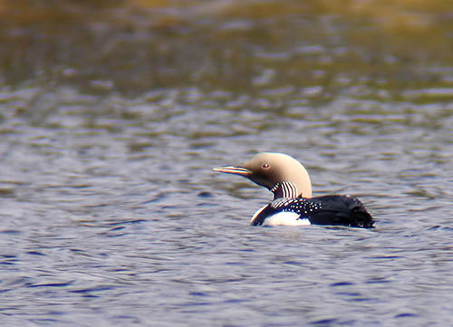 Storlom (gavia arctica)