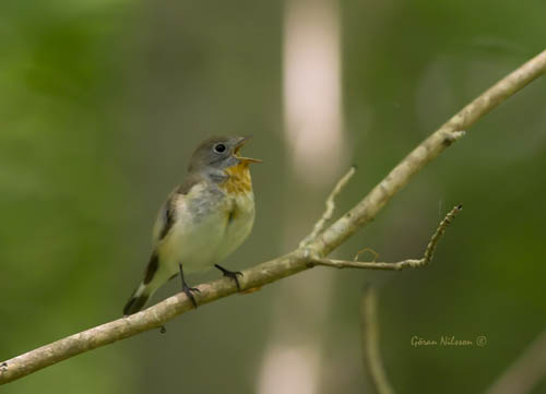 Mindre Flugsnappare (Ficedula parva)