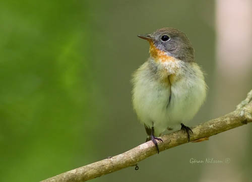 Mindre Flugsnappare (Ficedula parva)