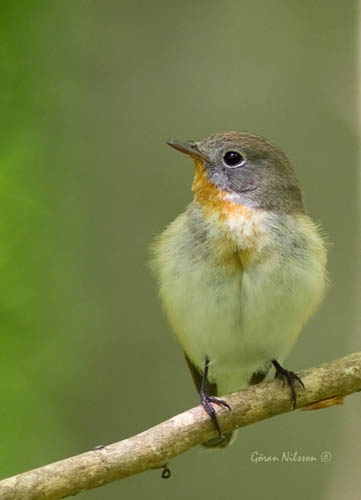 Mindre Flugsnappare (Ficedula parva)