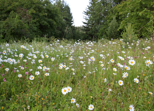 Blomsterng frn tomten vid stugan