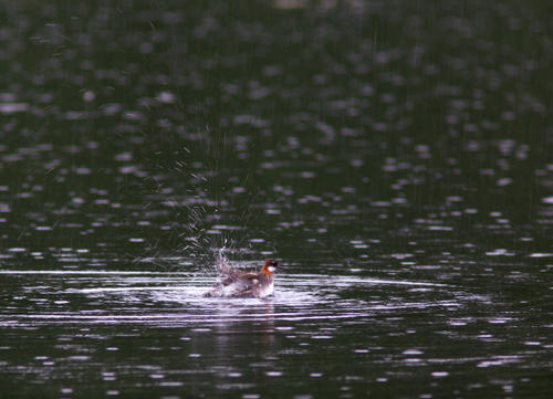 Smalnbbad simsnppa vid lagunen nnsjn badande i regnet