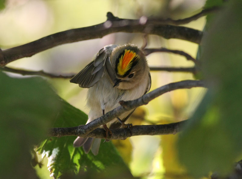 Goldcrest  Kungsfgel  (Regulus regulus)