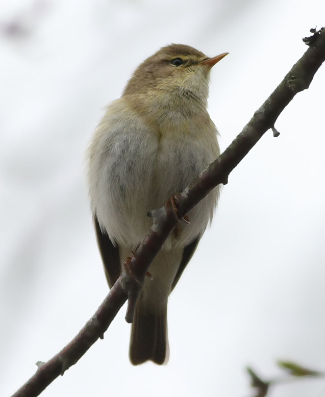 Willow Warbler  Lvsngare  (Phylloscopus trochilus)