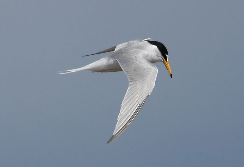 Little Tern  Smtrna  (Sterna albifrons)