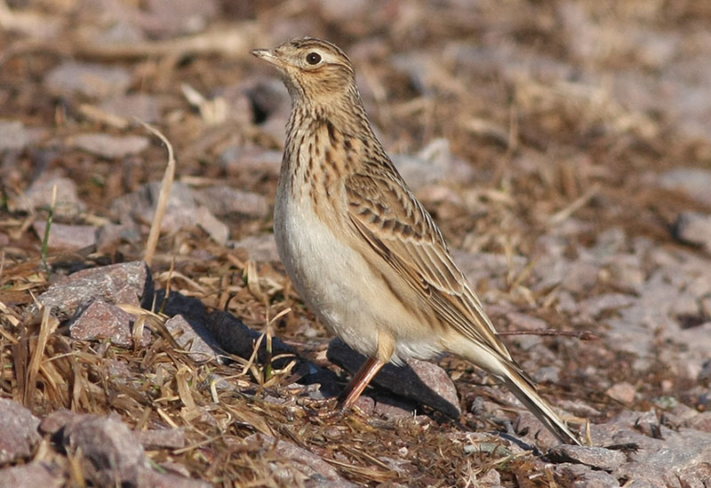 Eurasian Skylark  Snglrka  (Alauda arvensis)