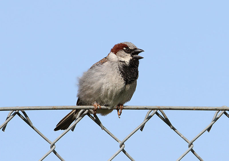 House Sparrow Grsparv  (Passer domesticus)