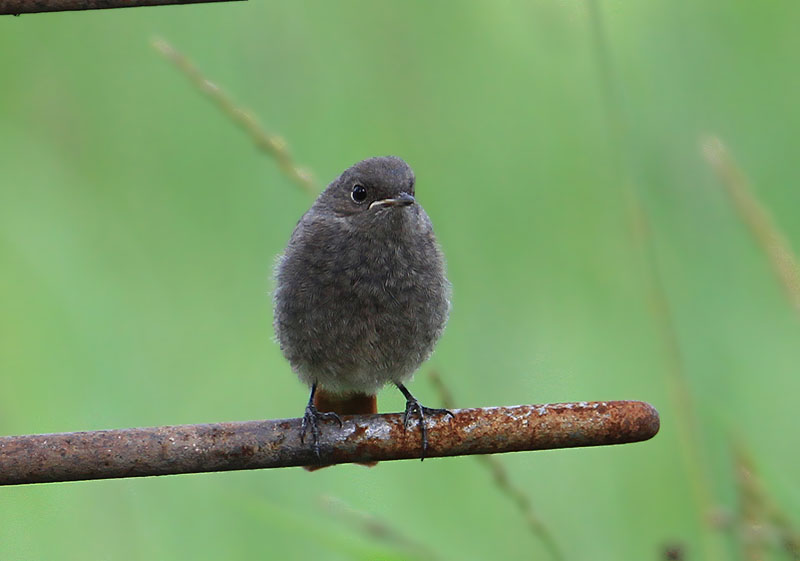 Black Redstart  Svart rdstjrt  (Phoenicurus ochruros)