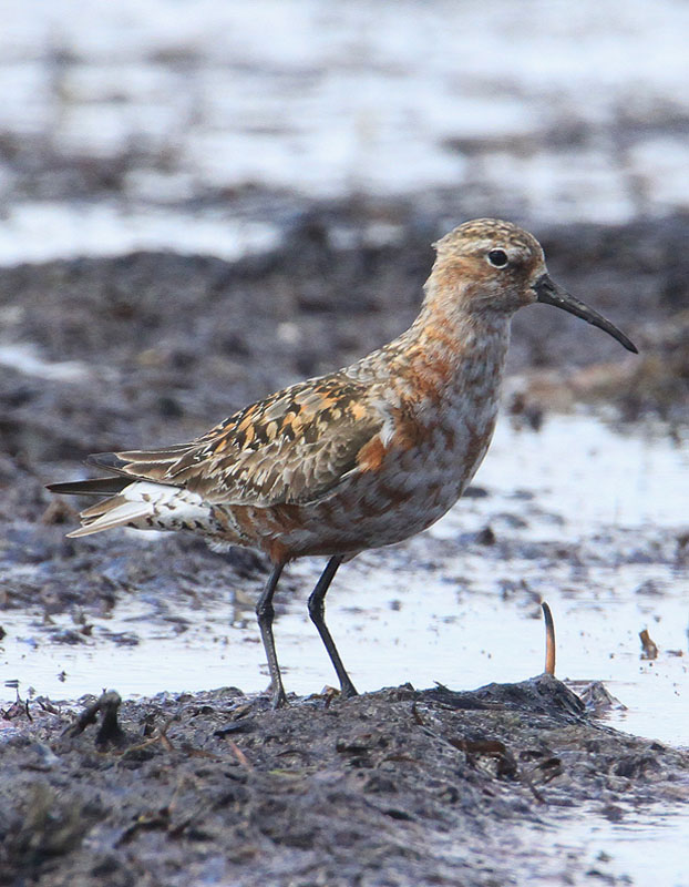 Curlew Sandpiper  Spovsnppa  (Calidris ferruginea)