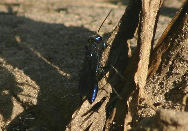 Chlorion aerarium; Steel-blue Cricket Hunter