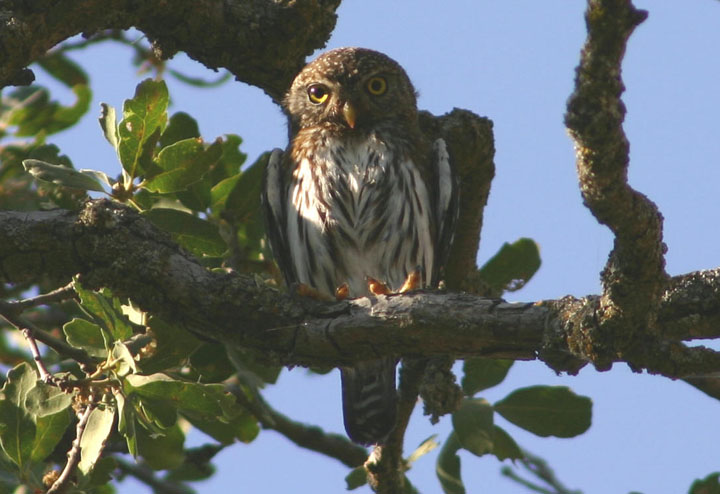 Northern Pygmy Owl