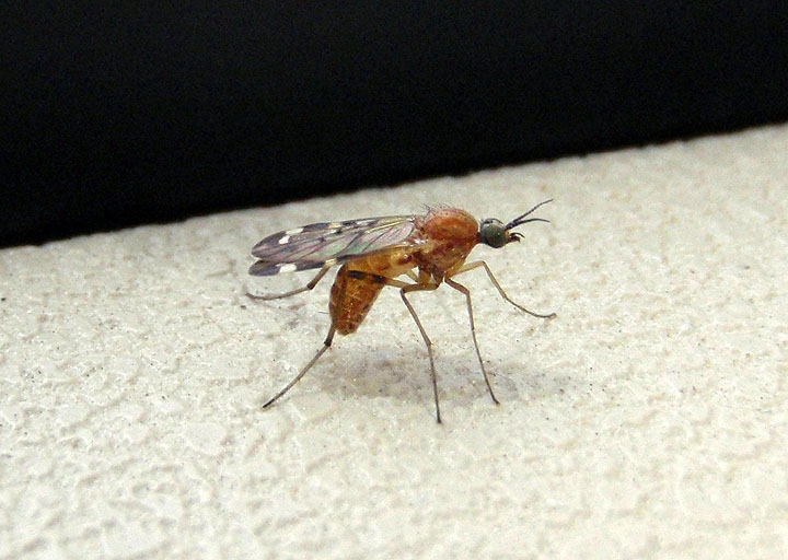 Sylvicola alternatus; Wood Gnat species