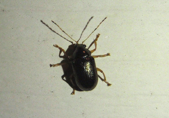 Rhabdopterus Leaf Beetle species