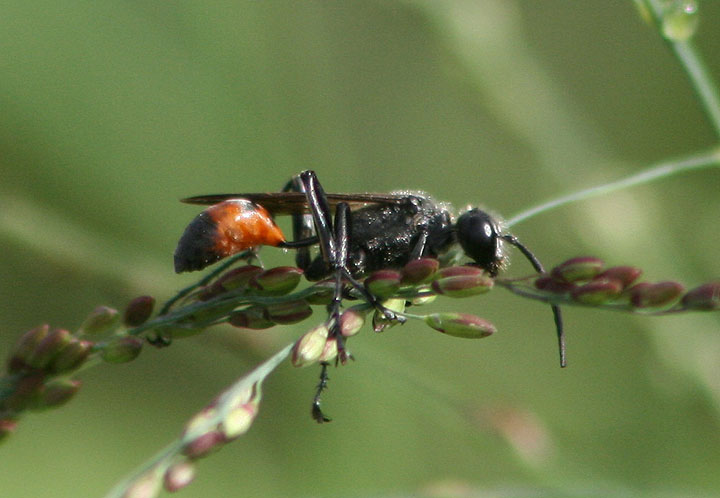 Prionyx parkeri; Thread-waisted Wasp species