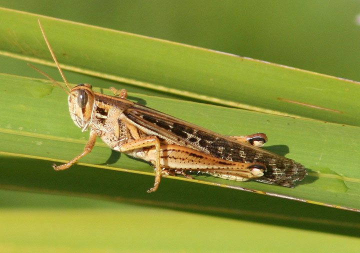 Schistocerca americana; American Bird Grasshopper