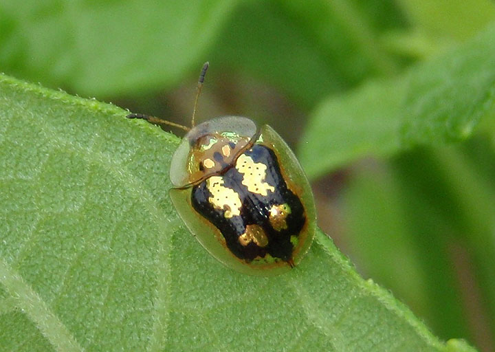 Deloyala barberi; Tortoise Beetle species