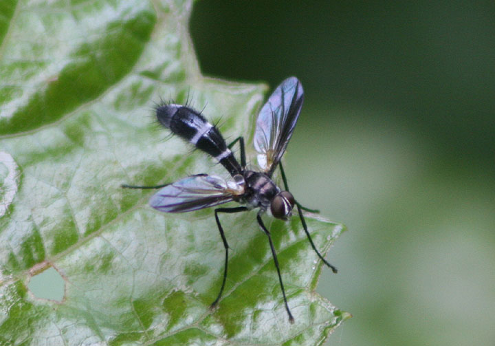 Cordyligaster septentrionalis; Tachinid Fly species
