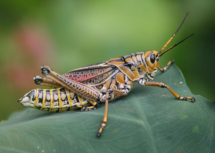 Romalea microptera; Eastern Lubber Grasshopper