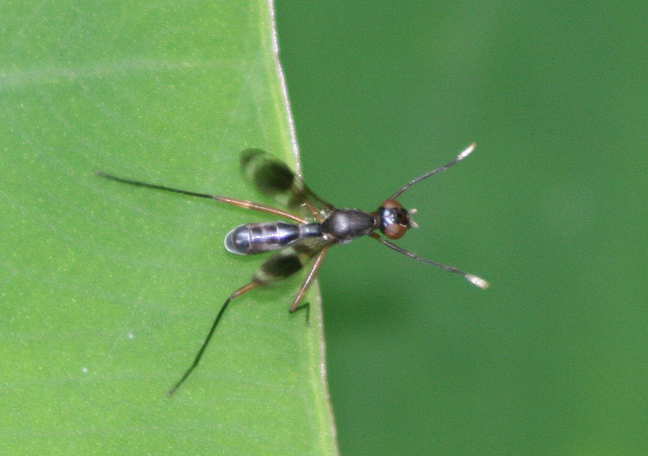 Taeniaptera trivittata; Stilt-legged Fly species
