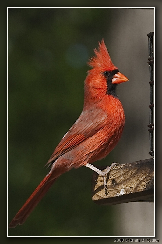 Northern Cardinal 06