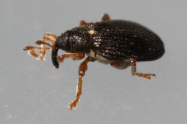 Isochnus populicola
