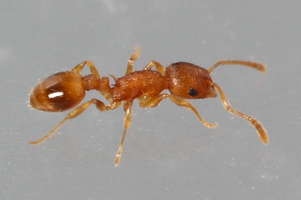 Temnothorax curvispinosus