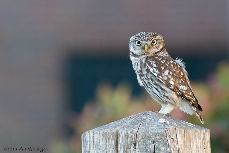 Athene noctua / Steenuil / Little owl