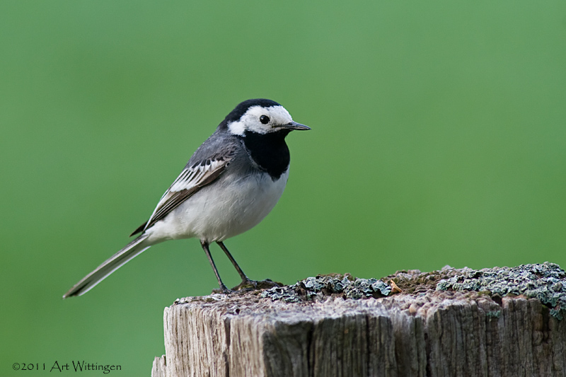 Motacilla Alba / Witte Kwikstaart / White wagtail