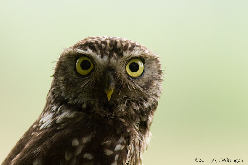Athene noctua / Steenuil / Little owl