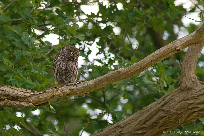 Athene noctua / Steenuil / Little owl