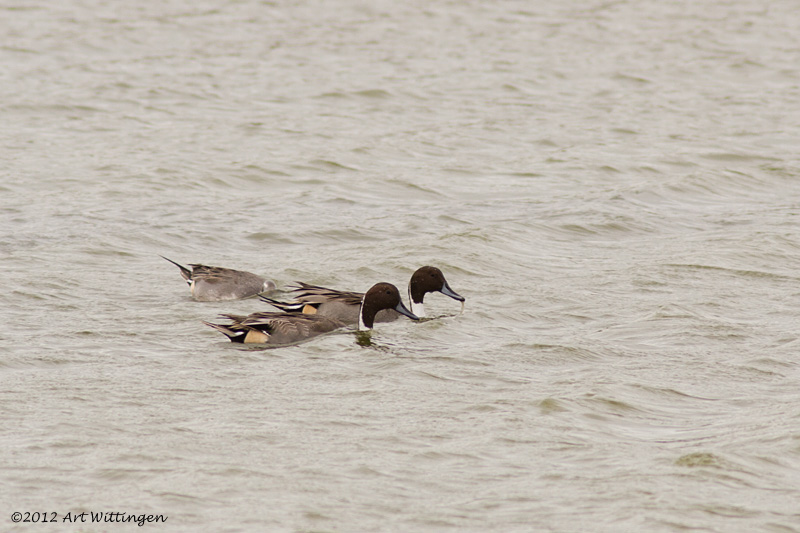 Anas acuta / Pijlstaart / Northern Pintail