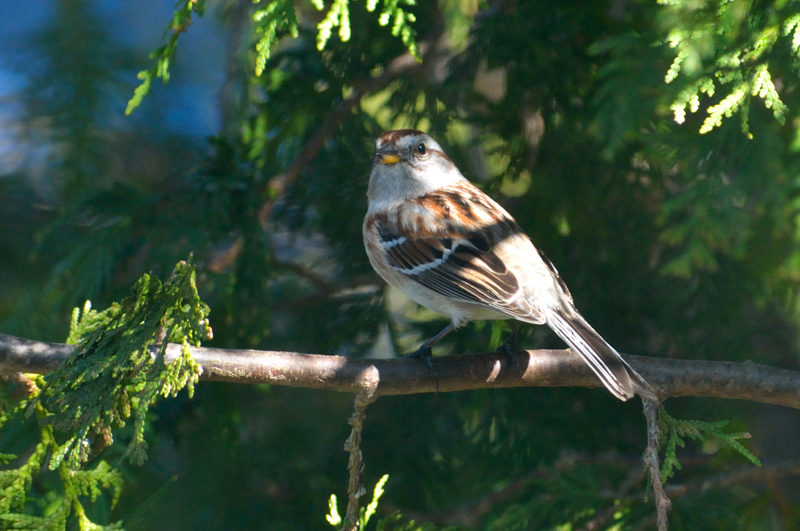 sparrow-7191.jpg