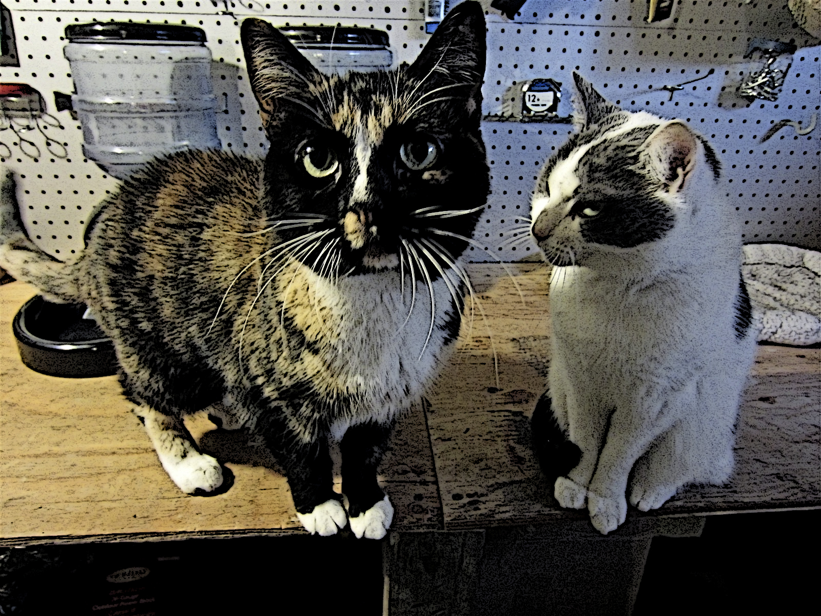 cats.jpg