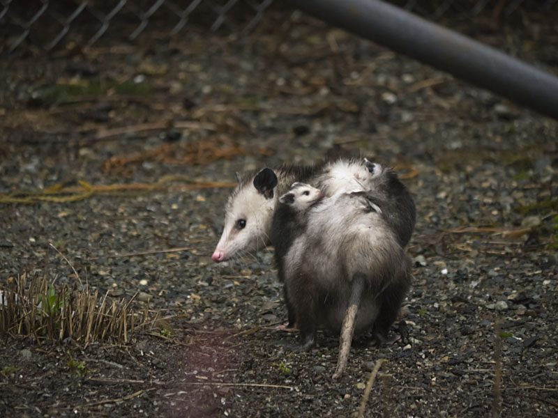 Virginia Opossum