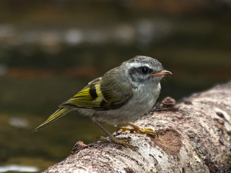 Golden-crowned Kinglet juvenile