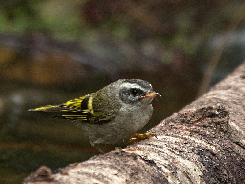 Golden-crowned Kinglet juvenile