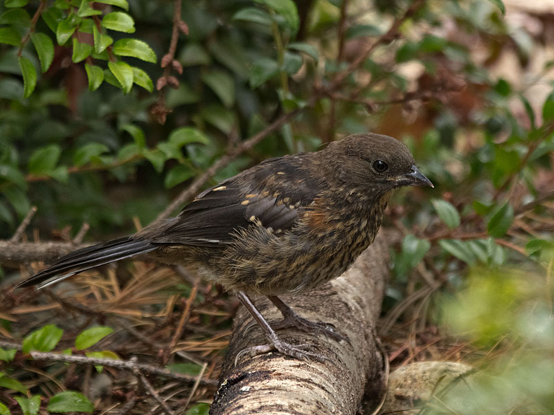 Spotted Towhee juvenile