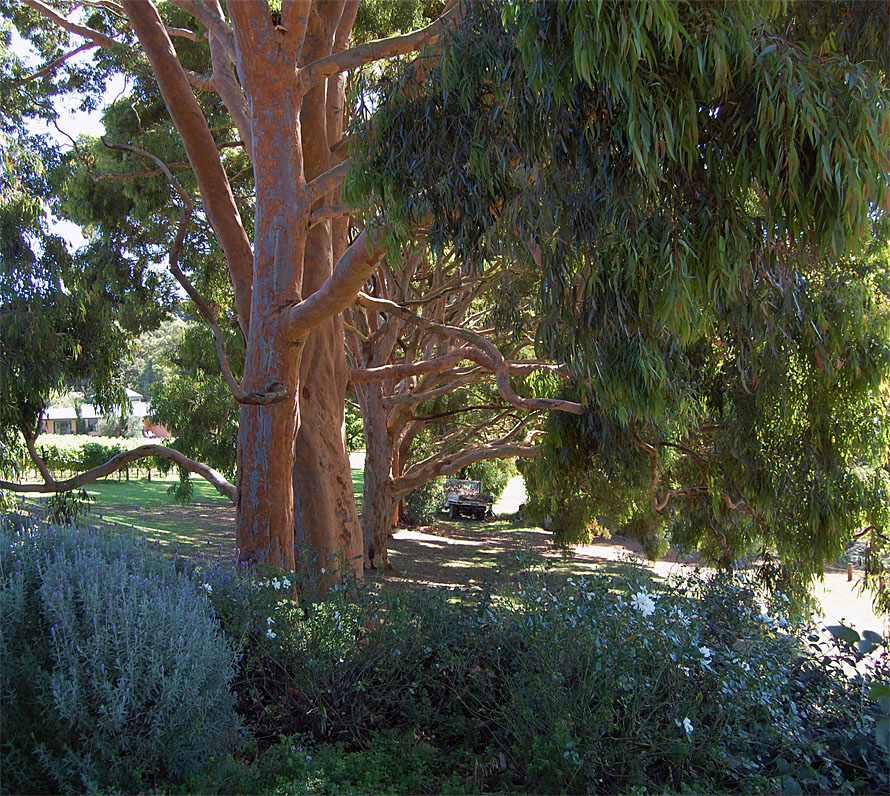 There is always music amongst the trees in the garden...