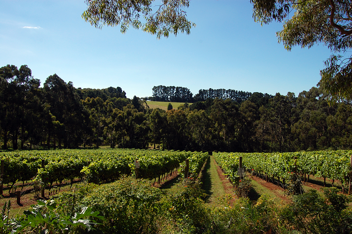 The vine bears three kinds of grapes: the first of pleasure, the second of intoxication, the third of disgust. -Diogenes 