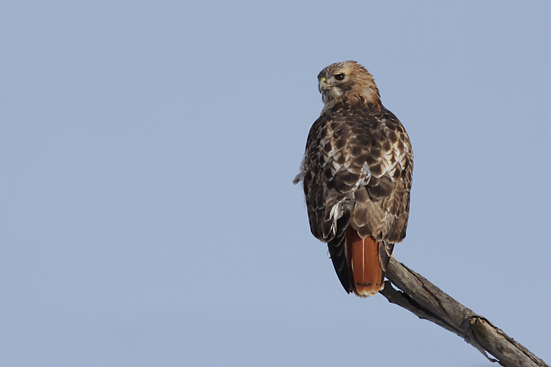 red-tailed hawk 86