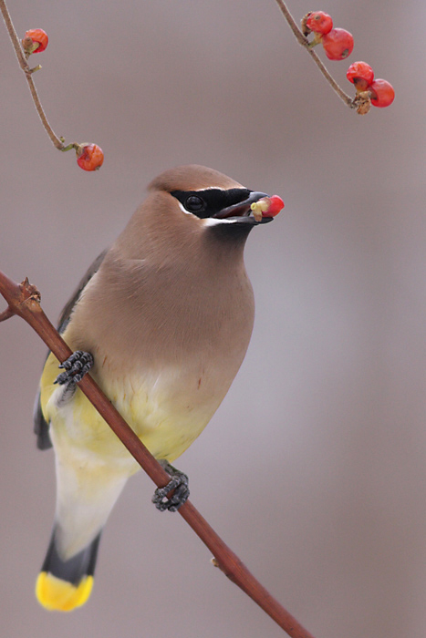 cedar waxwing 50