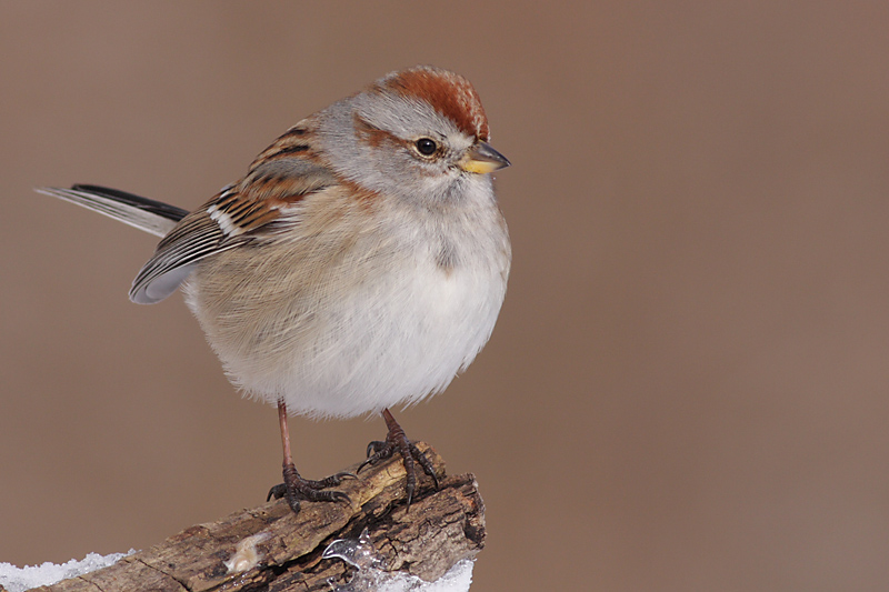 american tree sparrow 77