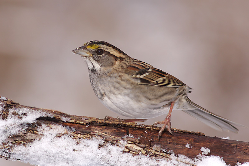 white-throated sparrow 92