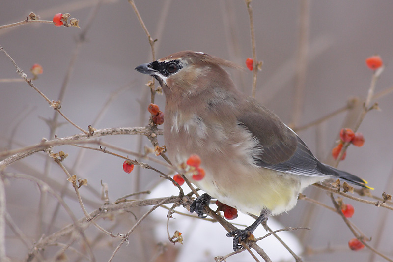 cedar waxwing 57