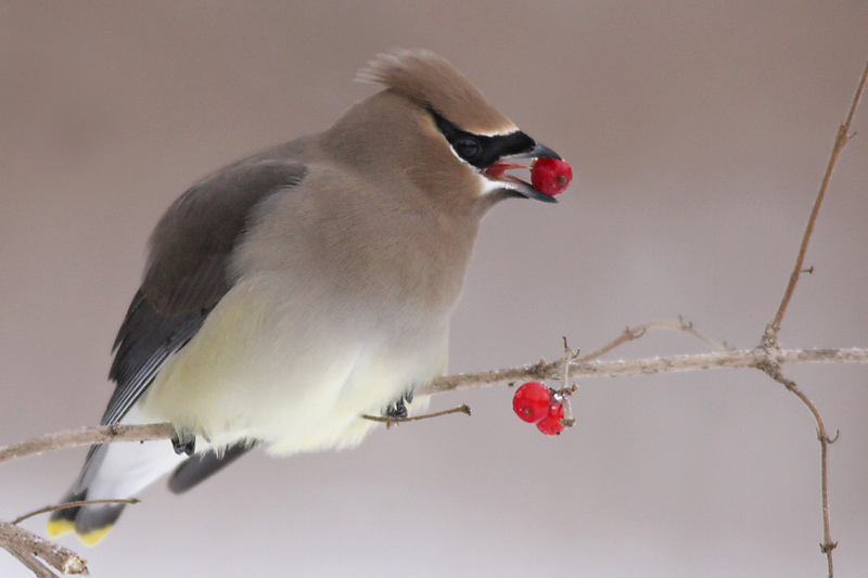 cedar waxwing 59